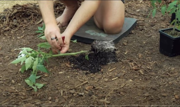 地中深くトマトを植える方法