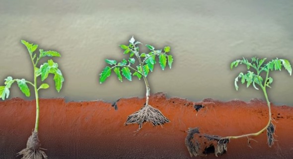 今回試した3種類の植え方