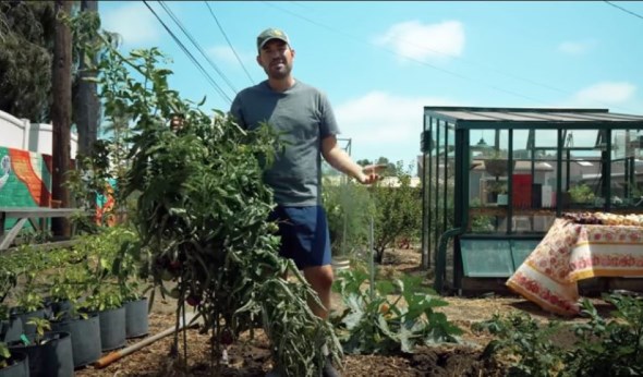 大きく育ったトマトの苗木