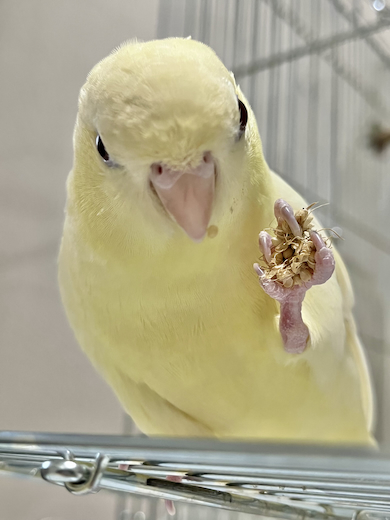 迫力あるインコ