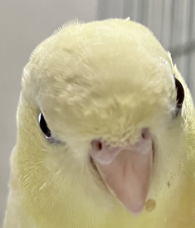 インコの顔