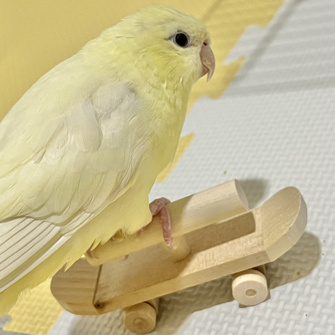 インコの「黄ばみ丸清彦」