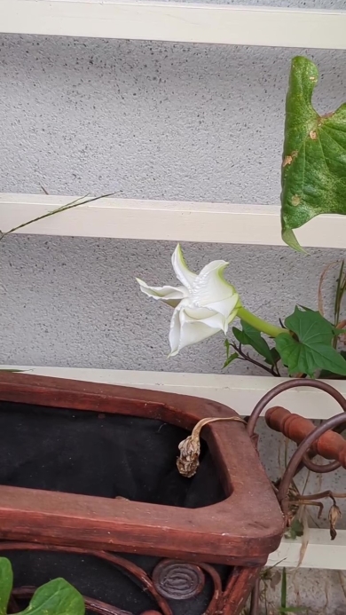 ヨルガオが咲く画像