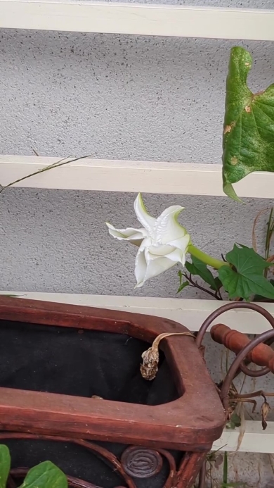 ヨルガオが咲く画像