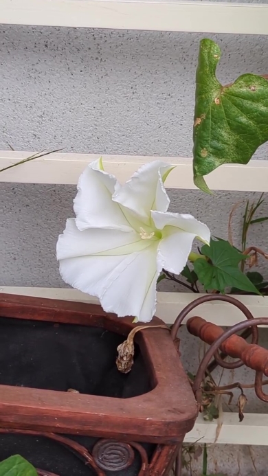 ヨルガオが咲く画像