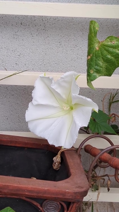 ヨルガオが咲く画像