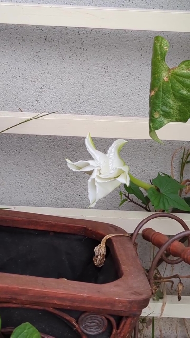 ヨルガオが咲く画像