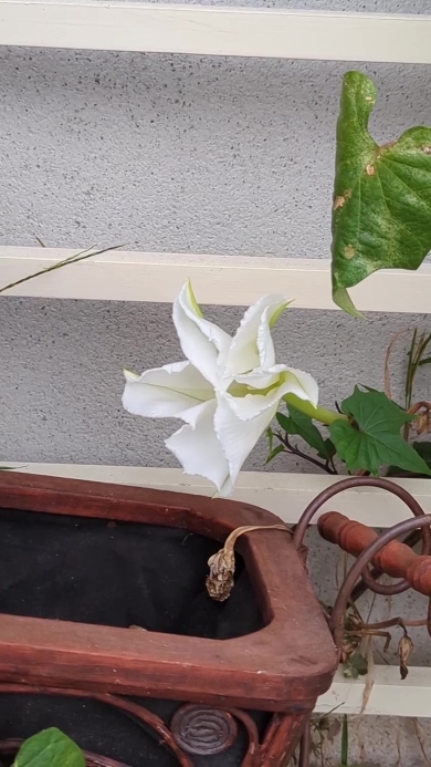 ヨルガオが咲く画像