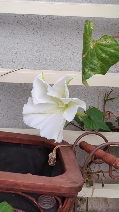 ヨルガオが咲く画像