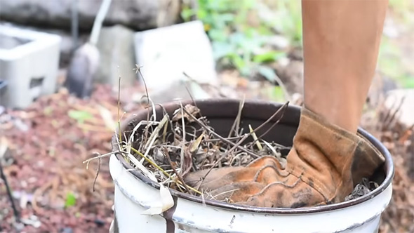 缶に雑草を詰める