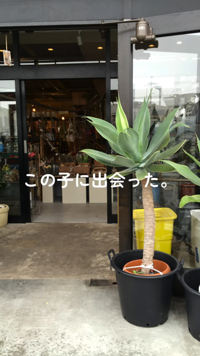 スコップ1つ 植栽 植物 10年後 庭 ガーデニング 変化 ビフォーアフター
