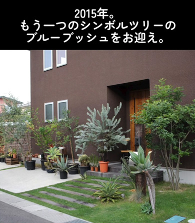 スコップ1つ 植栽 植物 10年後 庭 ガーデニング 変化 ビフォーアフター