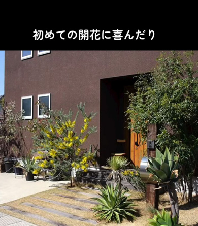 スコップ1つ 植栽 植物 10年後 庭 ガーデニング 変化 ビフォーアフター