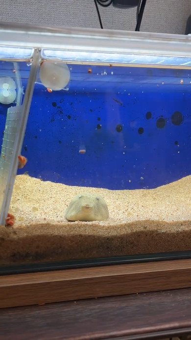 ごはん中のフグさん