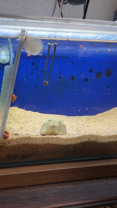 ごはん中のフグさん