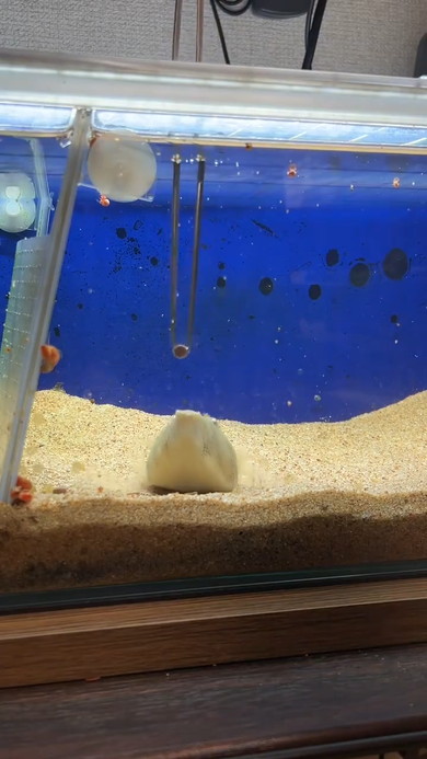 ごはん中のフグさん