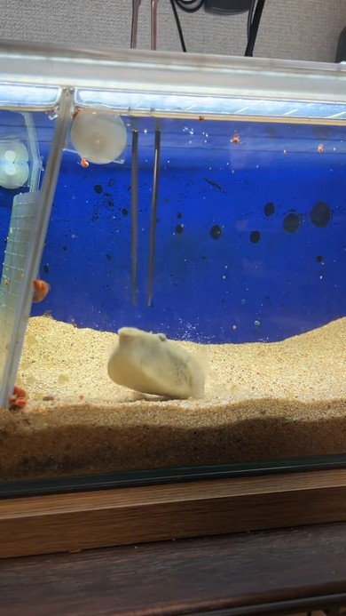 ごはん中のフグさん