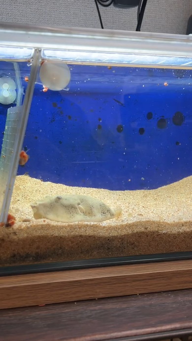 ごはん中のフグさん