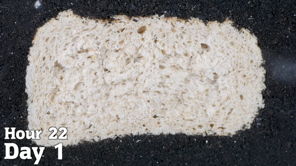 パンを2カ月間土に埋める実験