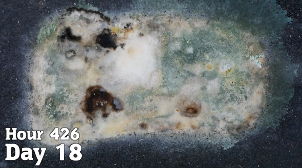 パンを2カ月間土に埋める実験