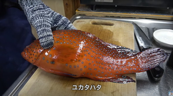ヤドクガエルそっくりの生き物を食べてみた