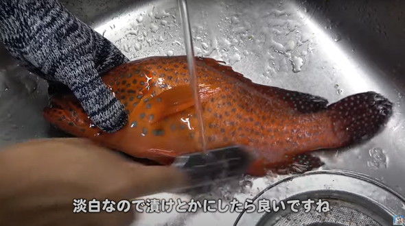 ヤドクガエルそっくりの生き物を食べてみた
