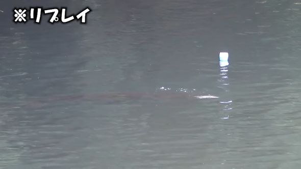 水中を泳ぐターゲットの姿