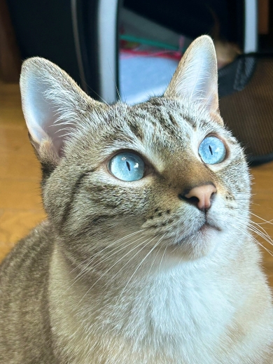 青い目のニャンコ