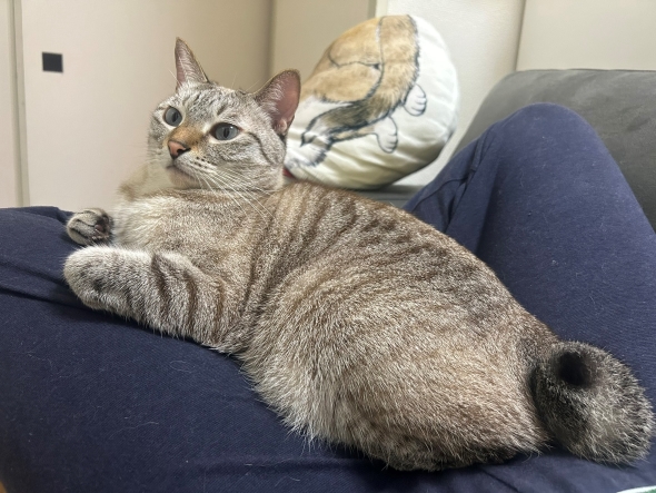 しま模様のニャンコ