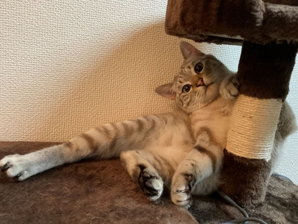 怒っているニャンコ