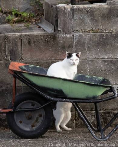 ねこイリュージョン