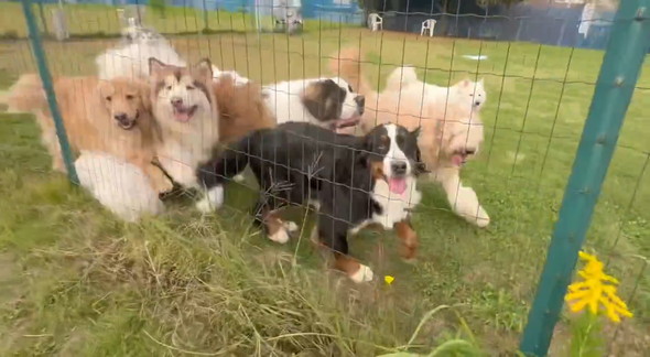 ついてくるワンコたち