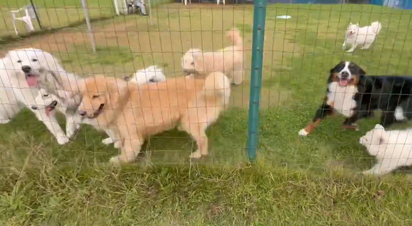 ついてくるワンコたち