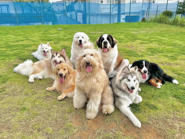 大型ワンコたち