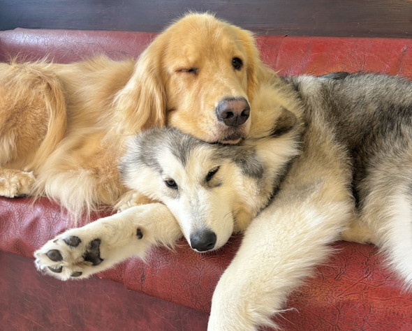 くっついて寝る大型ワンコたち