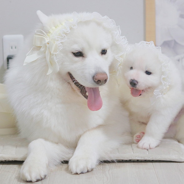 親子のサモエドワンコ