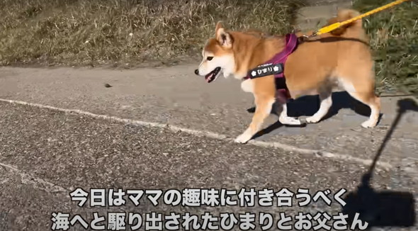 我が子のように育てられた柴犬