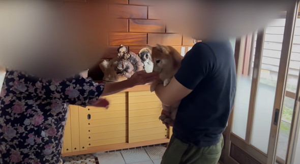 我が子のように育てられた柴犬