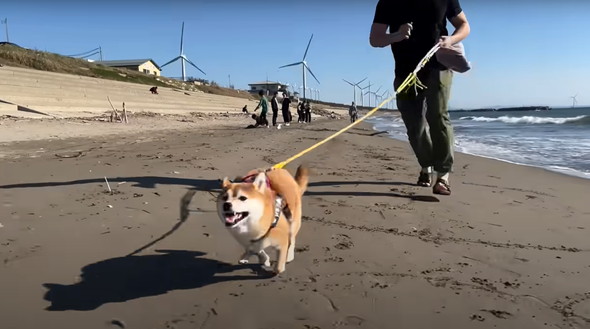 我が子のように育てられた柴犬