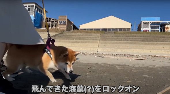 我が子のように育てられた柴犬