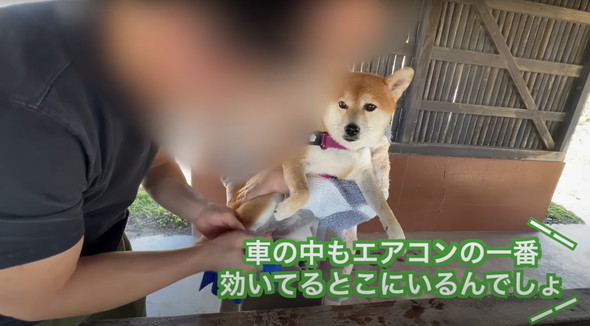 我が子のように育てられた柴犬