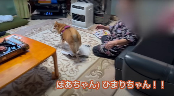 我が子のように育てられた柴犬
