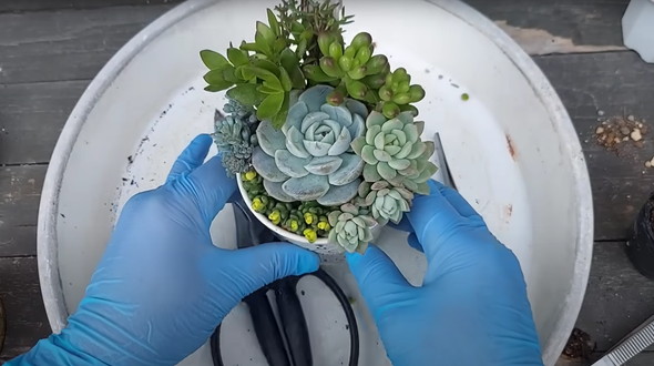 百均で買った多肉を半年放置していたら