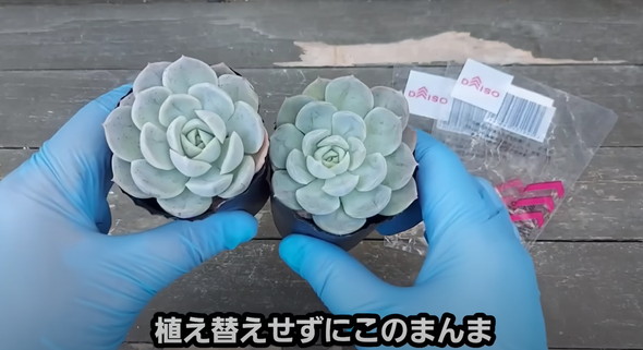 百均で買った多肉を半年放置していたら