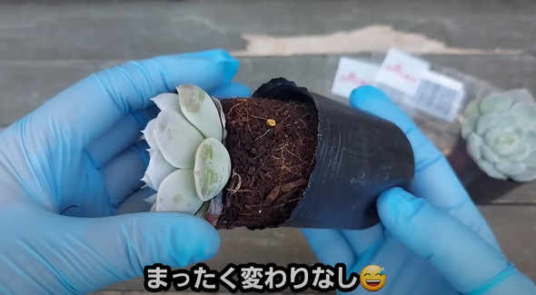 百均で買った多肉を半年放置していたら