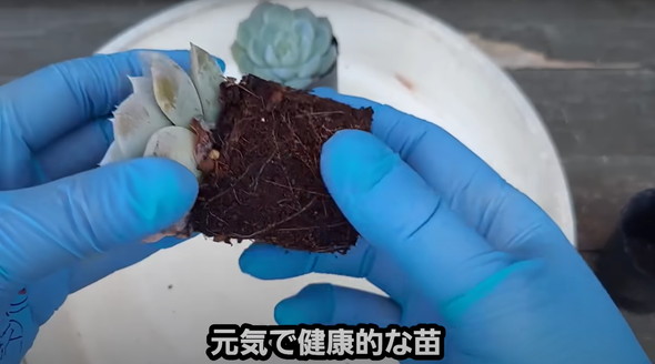 百均で買った多肉を半年放置していたら