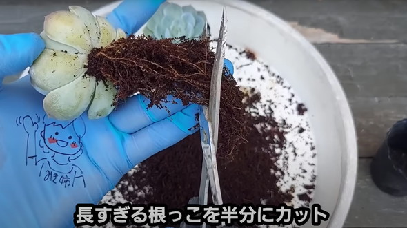 百均で買った多肉を半年放置していたら