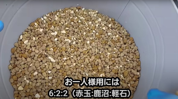 百均で買った多肉を半年放置していたら