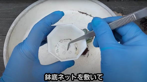 百均で買った多肉を半年放置していたら