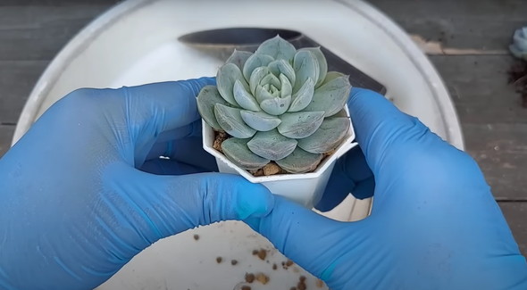 百均で買った多肉を半年放置していたら